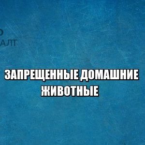 экзотические животные дома, купить паука, купить змею, юристы петроконсалт