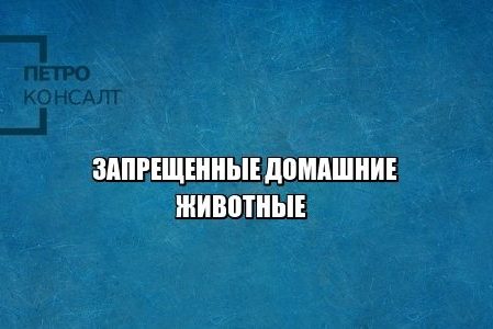 экзотические животные дома, купить паука, купить змею, юристы петроконсалт
